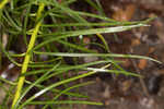 Narrowleaf ironweed 